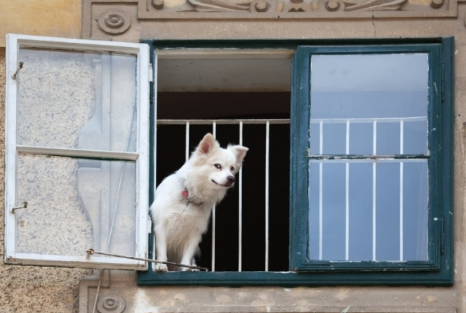 主人不在家宠物犬都忙啥?无非这5件事,铲屎官:最后一个好贴心 主人不在家宠物犬都忙啥?无非这5件事,铲屎官:最后一个好贴心