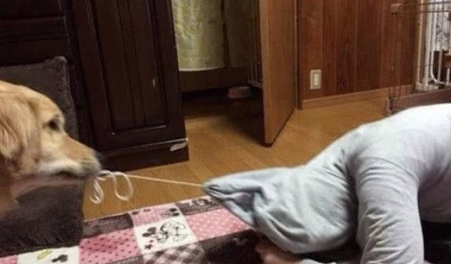 主人近期有急事一直忙,金毛狗狗感觉自身被冷淡,立即的一招吓傻主人 主人近期有急事一直忙,金毛狗狗感觉自身被冷淡,立即的一招吓傻主人