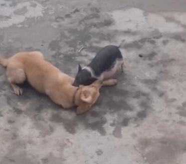 小猪仔拼了命咬狗狗，狗狗百般无奈，无力招架瘋狂小猪！