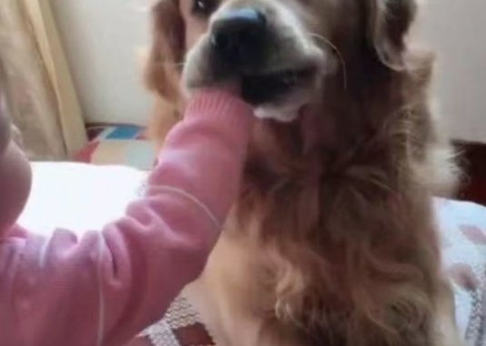 金毛偷食主人的零食，殊不知小主人将手伸入它的口中，硬要它吐出