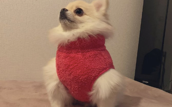 主人家给狗狗买来件鲜红色衣服,看上去尤其的傲娇,狗:别爱我没結果 主人家给狗狗买来件鲜红色衣服,看上去尤其的傲娇,狗:别爱我没結果