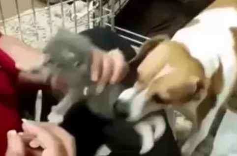 狗狗养了窝小奶猫，还不能给接种疫苗，就想要知道是不是你外边有猫了