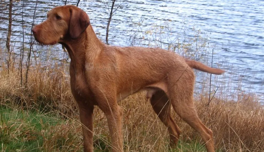 怎样给罗得西亚脊背犬洗澡？掌握这些技巧就很简单！