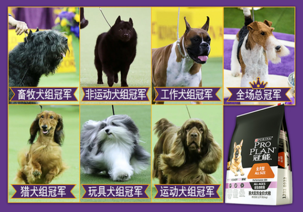 冠能冠军之选,成就非凡——第143届西敏寺犬展,King加冕纽约麦迪逊 冠能冠军之选,成就非凡——第143届西敏寺犬展,King加冕纽约麦迪逊