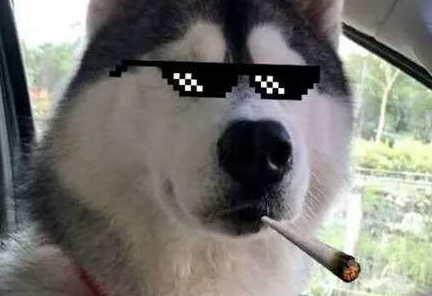 把哈士奇独自放车里，结果回来后，主人哭晕了…… 