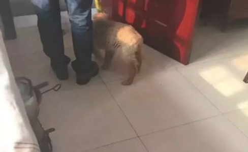 金毛被主人寄养宠物农村,再见了时竟作出这行为,主人看过打动泪奔 金毛被主人寄养宠物农村,再见了时竟作出这行为,主人看过打动泪奔