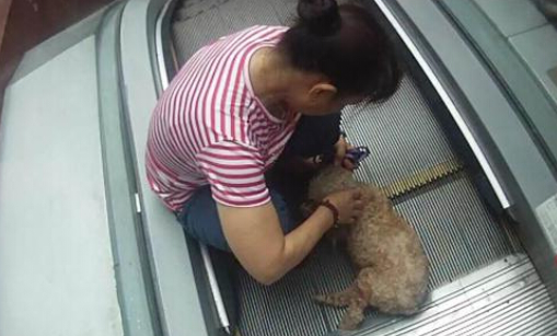自动扶梯再出事故 夹住狗狗小腿 自动扶梯再出事故 夹住狗狗小腿