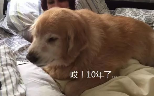 金毛2021年早已10岁，为了更好地不许主人上班，它想了个“坏主意”