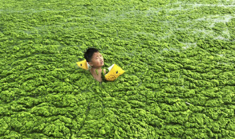 西流湖覆满浮萍 小狗错认为草地跳湖变落水狗