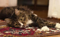 猫吃了塑料异物该怎么办