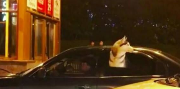 主人驾车带哈士奇兜兜风，二哈忽然伸出窗前哀嚎，主人猛然愣住了