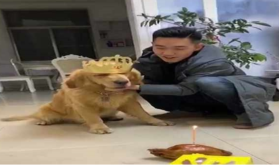 网友给金毛生日日，强制让它熄灭焟烛，狗狗：本届的主人真的很难带啊