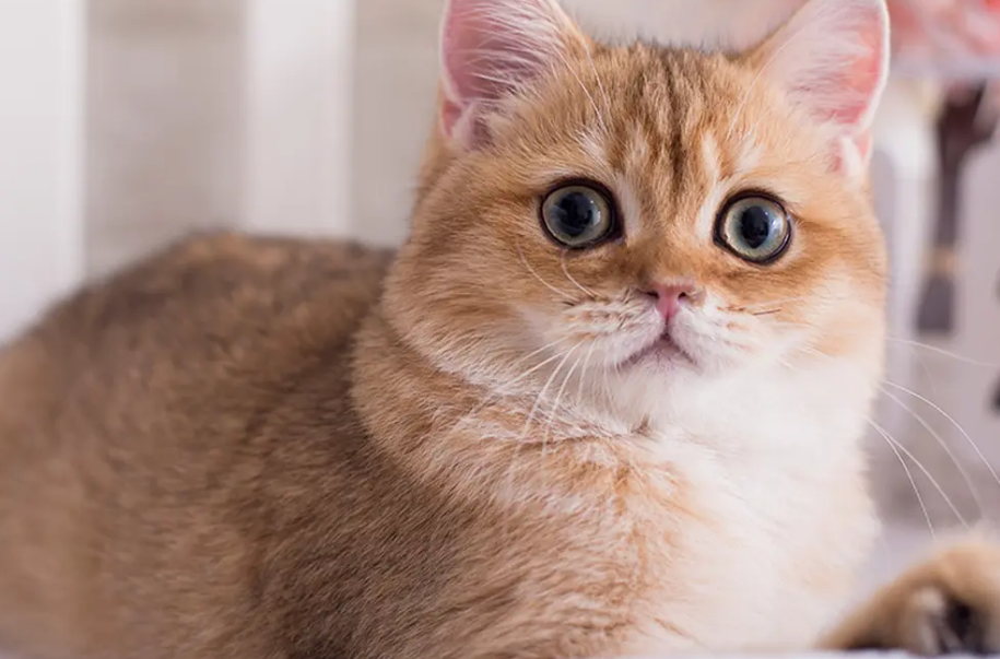 关于毛球症,猫奴们要知道的事~ 关于毛球症,猫奴们要知道的事~