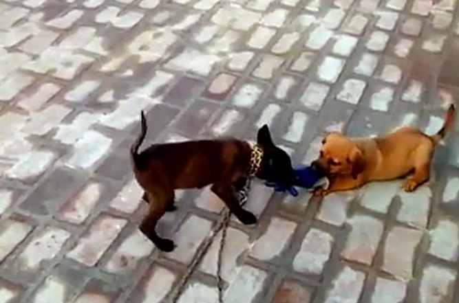 仿冒金毛和伪马犬抢食,马犬一前爪将食盆干倒,还要上来揍金毛… 仿冒金毛和伪马犬抢食,马犬一前爪将食盆干倒,还要上来揍金毛…
