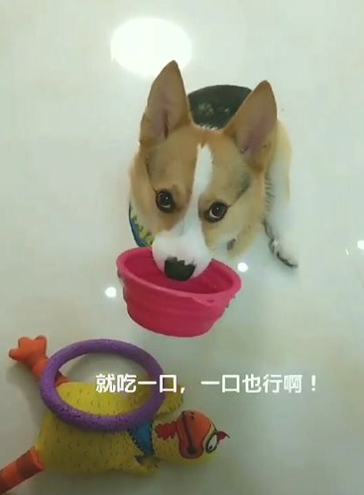 柯基拿玩具换饭吃,主人装作不清楚,再扭头时见到令她笑喷的一幕 柯基拿玩具换饭吃,主人装作不清楚,再扭头时见到令她笑喷的一幕