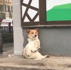 狗狗在马路边偷看美女,不断欢呼夸赞,汪:这好多个挺不错!