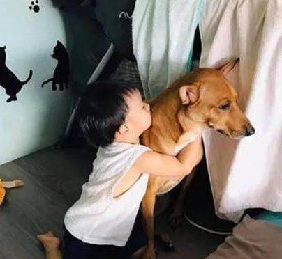 2岁宝宝讨亲亲被狗子回绝,她们背靠背冷暴力的模样,让母亲笑喷了! 2岁宝宝讨亲亲被狗子回绝,她们背靠背冷暴力的模样,让母亲笑喷了!