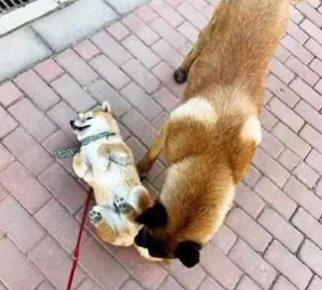 柴犬碰到凶狠狗狗，竟立刻躺地装“遗体”，猫奴：丢尽狗脸