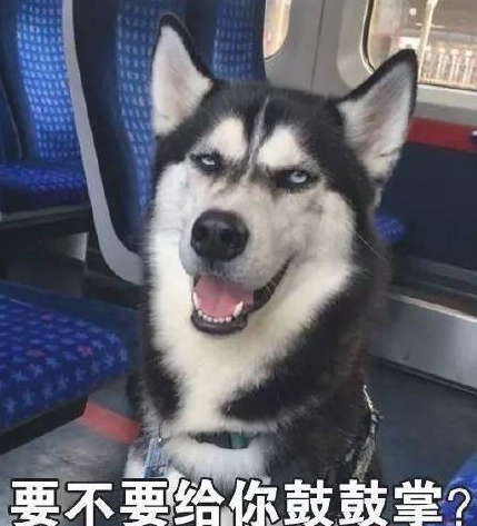 两岁哈士奇报名参加招聘面试,一不小心变成了军犬,三个月后却悲剧了 两岁哈士奇报名参加招聘面试,一不小心变成了军犬,三个月后却悲剧了