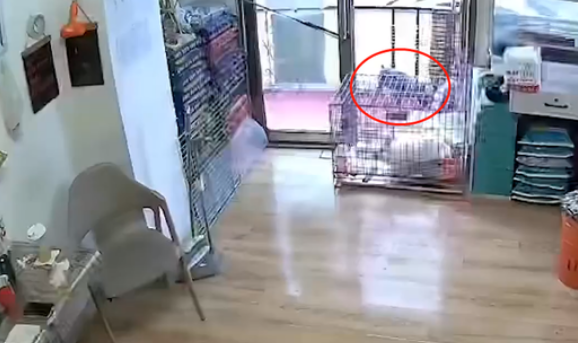 黑龙江一狗狗走丢，自己到宠物店“消费”，店主：它冒雨走7小时