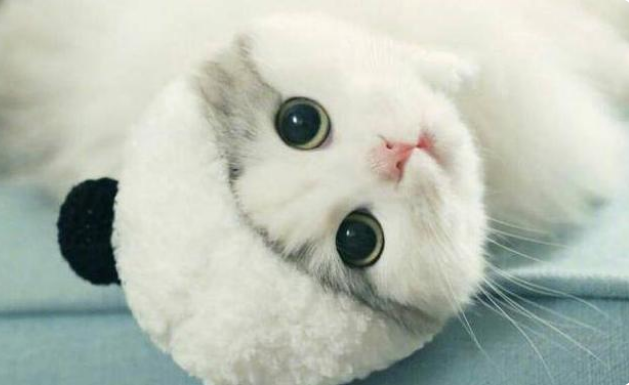 新猫到家要跟原来的猫隔离吗