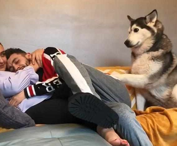 哈士奇也会发脾气，看男主人怀着女主人，用卖萌造成留意