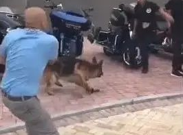 男子互骂主人，德牧一听，一瞬间冲上去！