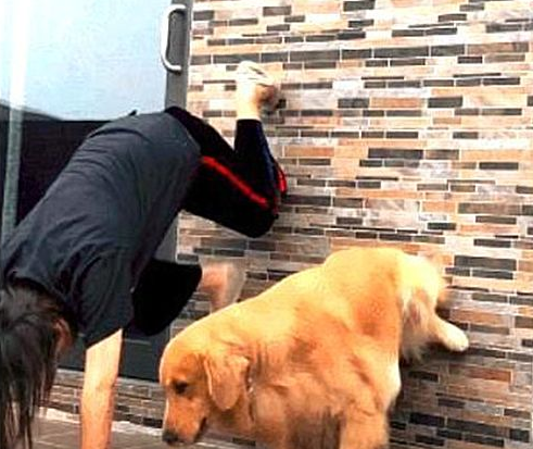 狗狗效仿主人家练习瑜伽,姿态一步到位,网民:还不把小孩送去清华大学? 狗狗效仿主人家练习瑜伽,姿态一步到位,网民:还不把小孩送去清华大学?
