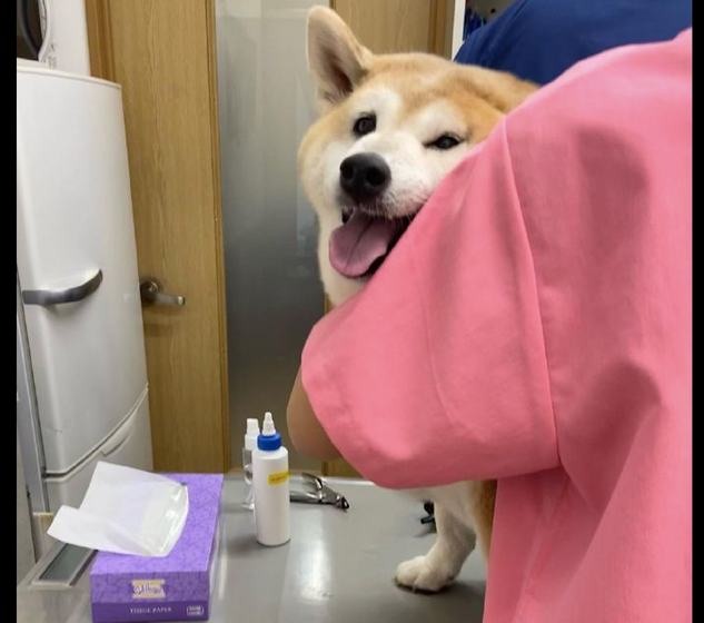 柴犬立在实际操作台子上,被医生包围着后向主人求助,脸部的肉都挤一块了
