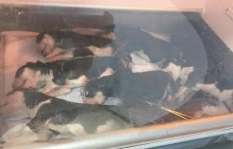 哈士奇生孩子累得翻眼,宠物医师取出影片一看:你赚变大 哈士奇生孩子累得翻眼,宠物医师取出影片一看:你赚变大