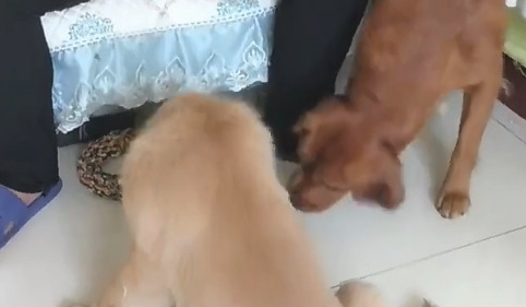 狗狗羡慕嫉妒主人的酸牛奶,却被主人措不及防搞怪,狗狗心痛一地 狗狗羡慕嫉妒主人的酸牛奶,却被主人措不及防搞怪,狗狗心痛一地