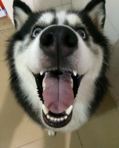 家中空调坏了,狗急跳墙的主人竟让二哈给他们扇扇子网民:就是我头晕眼花了没有