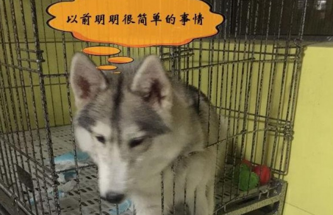 二哈嘴馋变成胖子，每一次出笼都闹笑话，脑洞大开主人的行为更绝