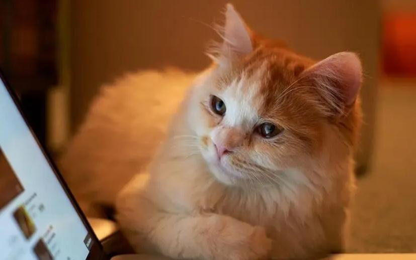 猫咪膀胱炎吃什么药可以最快有效