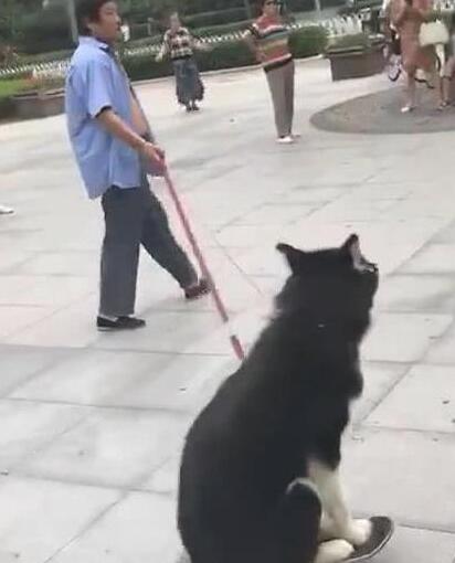 二哈蹲在滑板上滑着走，二哈化身为滑板青少年