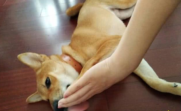 狗狗也会撒娇:麻麻,就这样不要松开好吗 狗狗也会撒娇:麻麻,就这样不要松开好吗