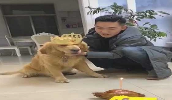 网友给金毛生日日,强制让它熄灭焟烛,狗狗:本届的主人真的很难带啊 网友给金毛生日日,强制让它熄灭焟烛,狗狗:本届的主人真的很难带啊