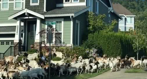 200只山羊闯住宅区逛大街啃花草牧羊犬居然跟下落跑