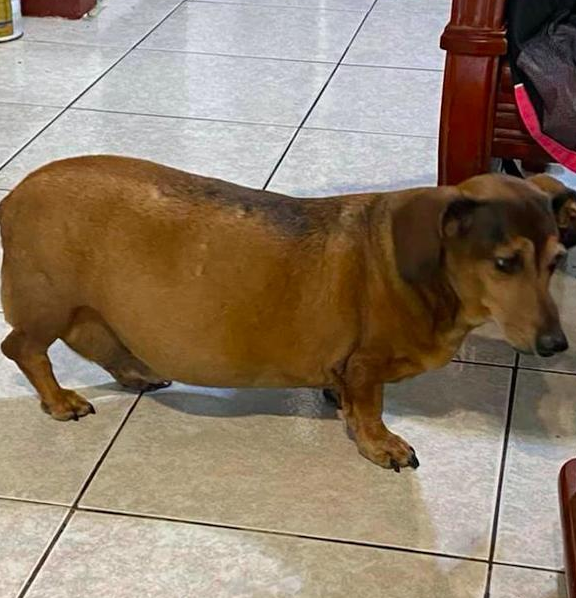 腊肠犬吃得过胖，长恶性肿瘤主人也没发觉，看它离去也释怀了：解脱了