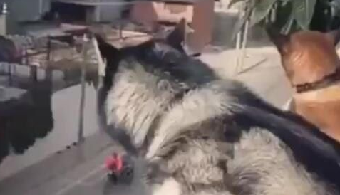 二哈趴在阳台上看景色，当主人看到它脚底踩的东西，顿时吓坏了