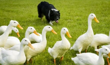 一只边境牧羊犬在主人的训练下能完成赶鸭子的工作