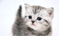猫拉肚子吃什么药比较好