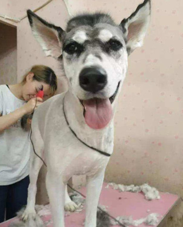 主人嫌小狗太简单,激动带它去换发型,理完发立刻超级变身“白龙马” 主人嫌小狗太简单,激动带它去换发型,理完发立刻超级变身“白龙马”