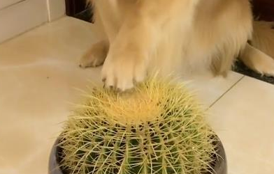 主人坑骗金毛摸仙人球,金毛临危不乱干了这一姿势,简直修炼成仙了