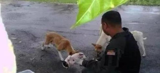 漂泊母犬拦下车辆不许向前，驾驶员大叔下车时一看，一瞬间打动泪崩！