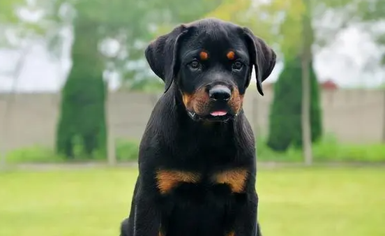 宠物揭秘:罗威纳犬会咬人吗?攻击性强吗? 宠物揭秘:罗威纳犬会咬人吗?攻击性强吗?