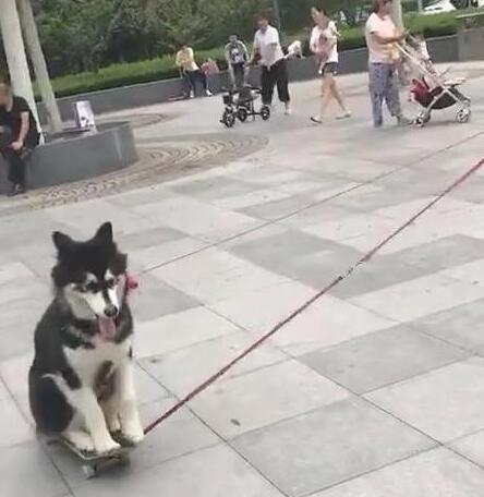 二哈蹲在滑板上滑着走，二哈化身为滑板青少年