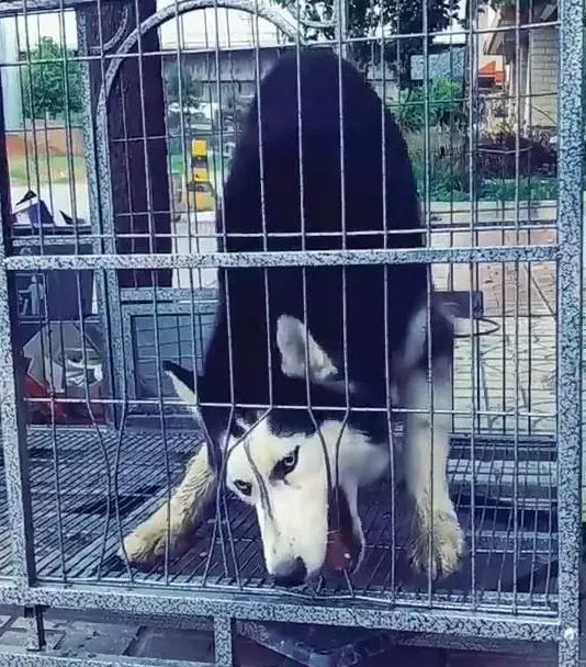 二哈被关咬笼子越狱，原本仅仅准备试一下，結果竟得偿所愿了