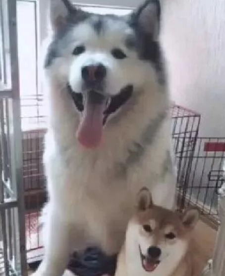 阿拉斯加强制占据柴犬笼子，結果柴犬抑郁了