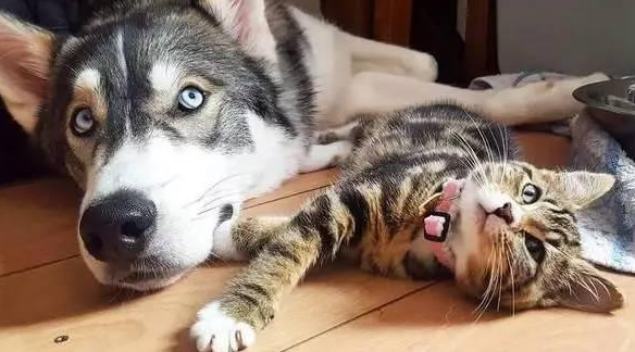 二哈化身为“冷酷总裁”,追求家里的奶猫,主人家见到笑疯掉